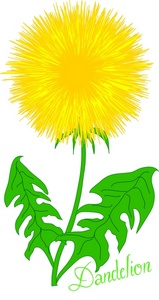 Löwenzahn Online Clipart