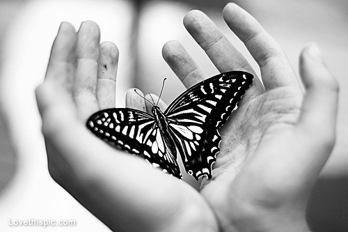 Черно-бяла пеперуда # 1680113