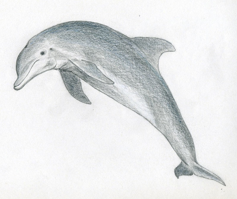 Coleção de desenhos de golfinhos (47)