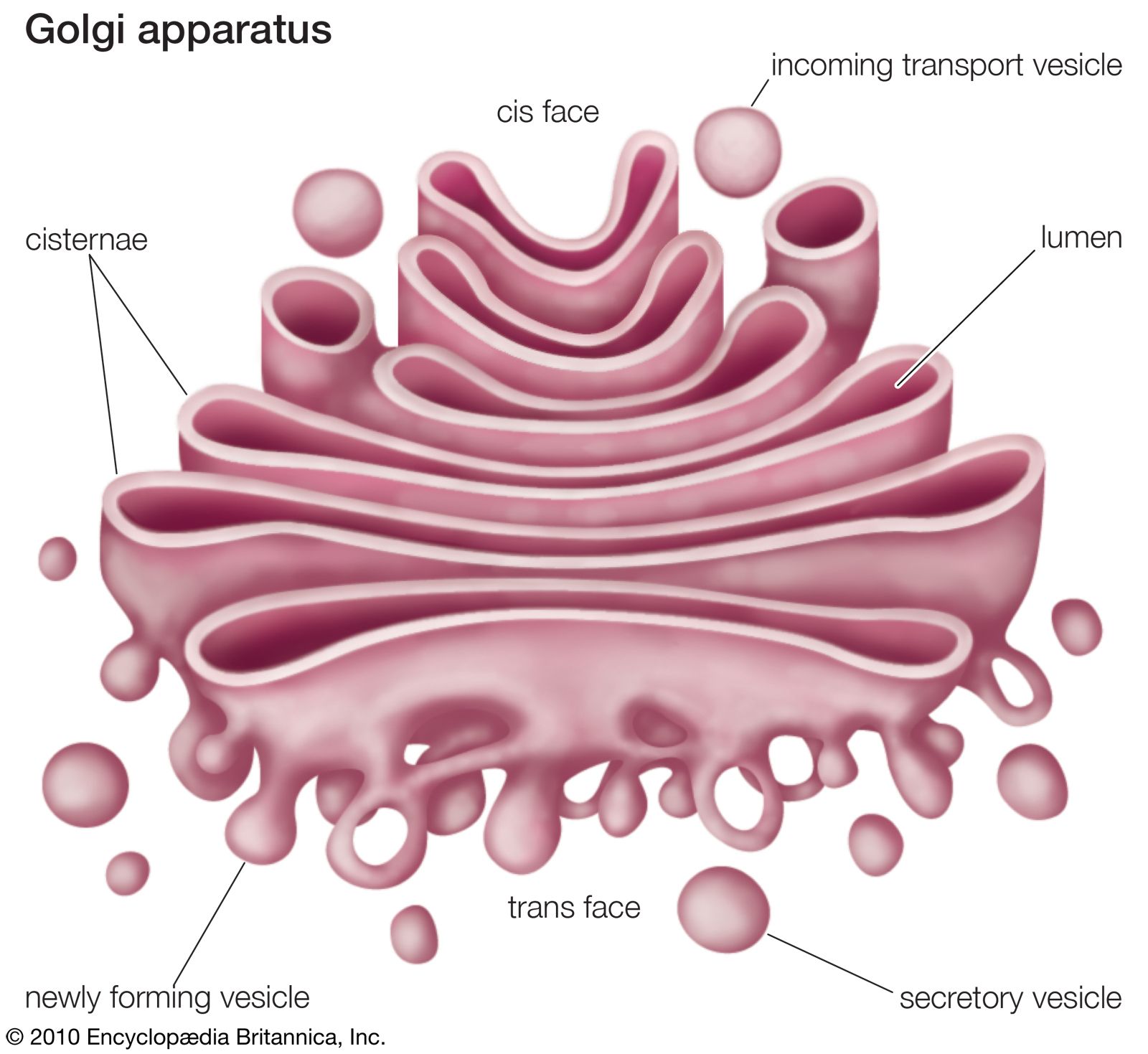 6 organelas celulares