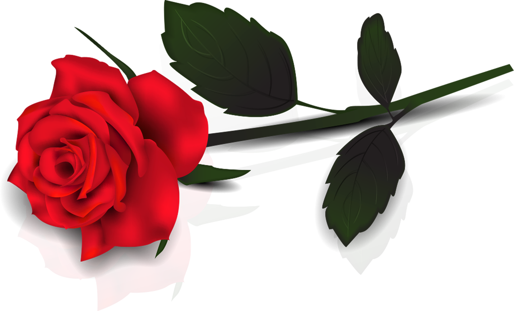 Priehľadná červená ruža # 1585798